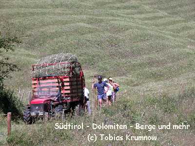 Heuernte bei Stilfs
